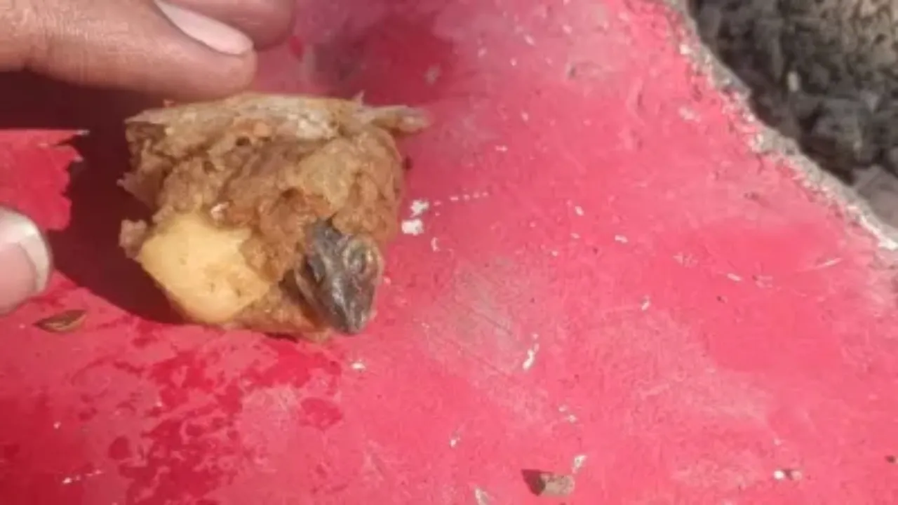 Lizard in samosa