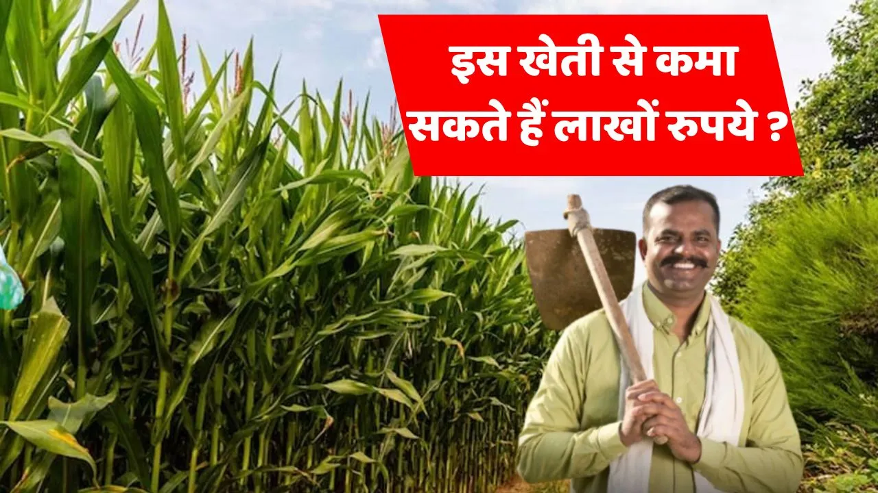 Baby Corn Farming
