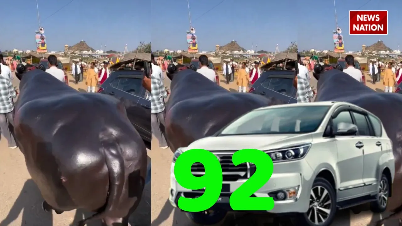 Video of buffalo worth Rs 23 crore is going viral