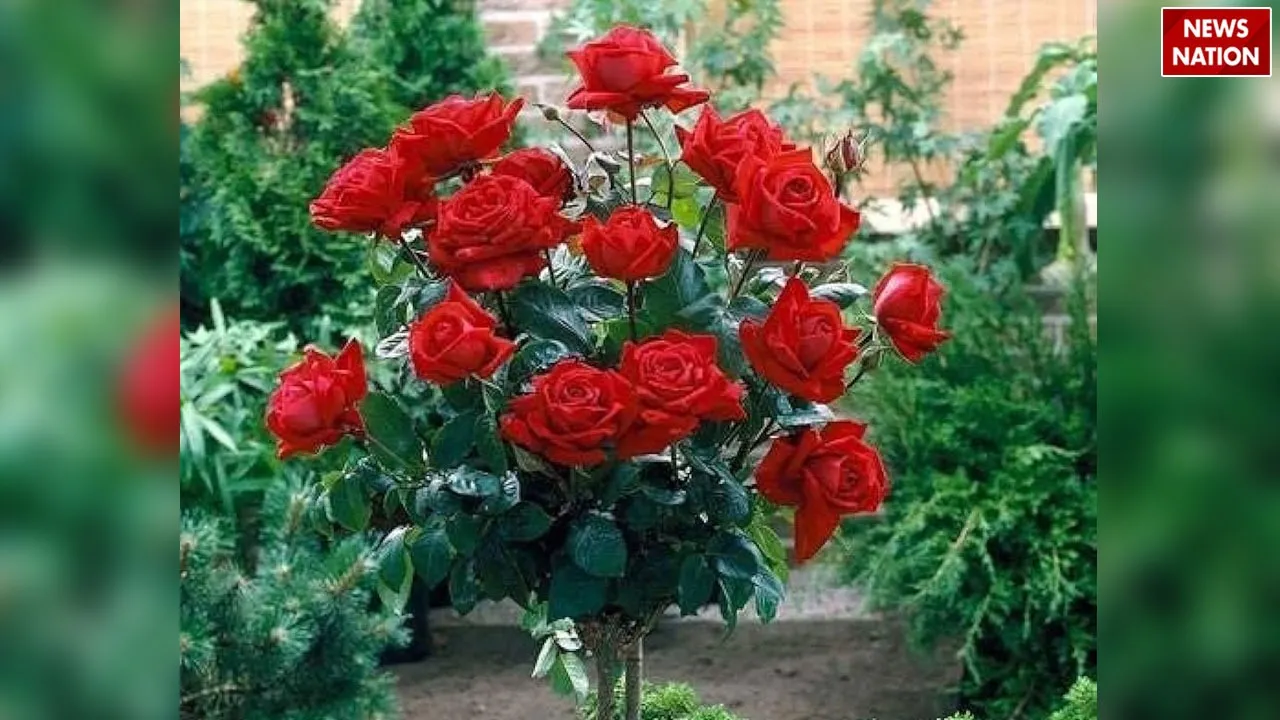 WhatsApp Image 2024-11-18 at 5.56.13 PM (3)