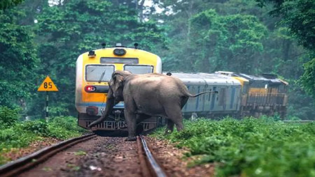 Elephant on Railway Track