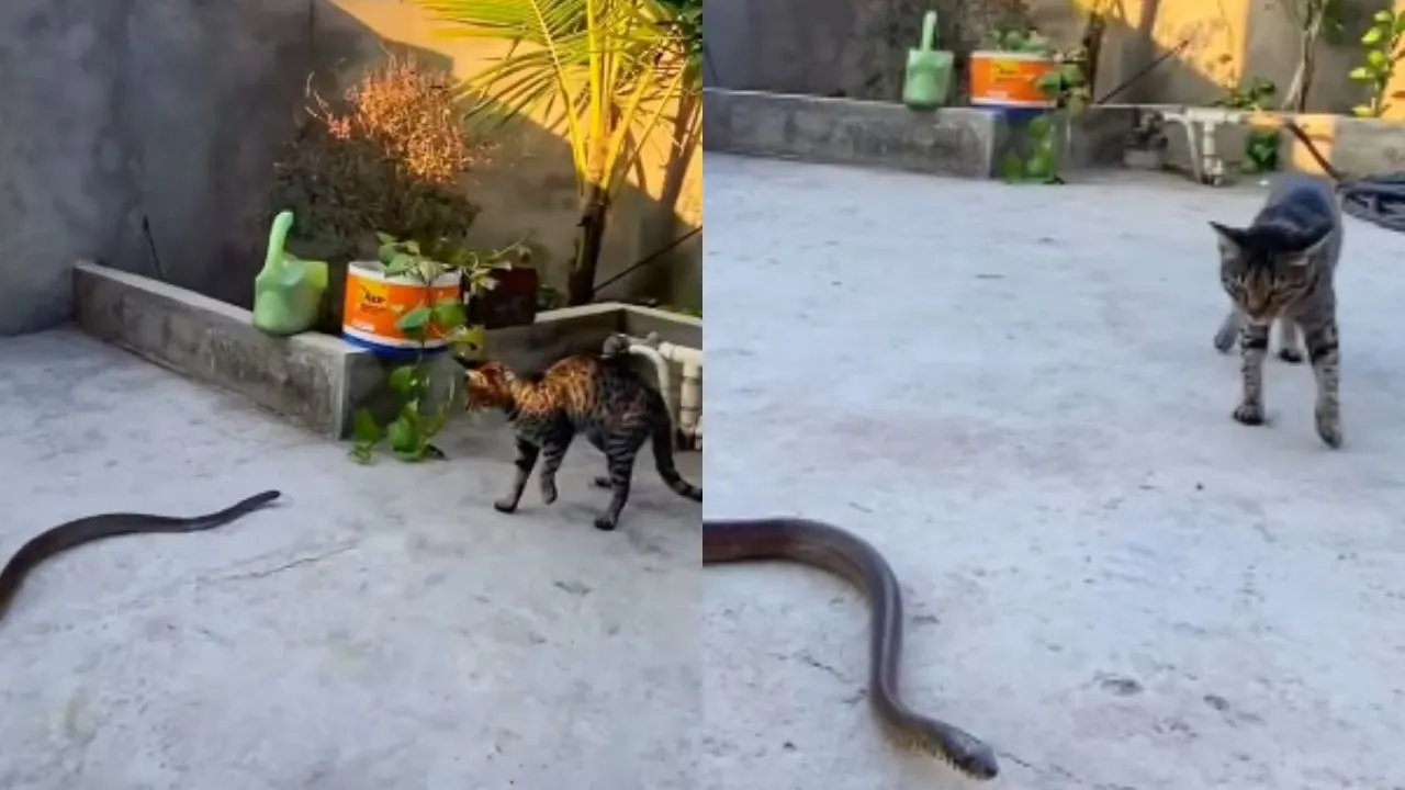 cat viral video