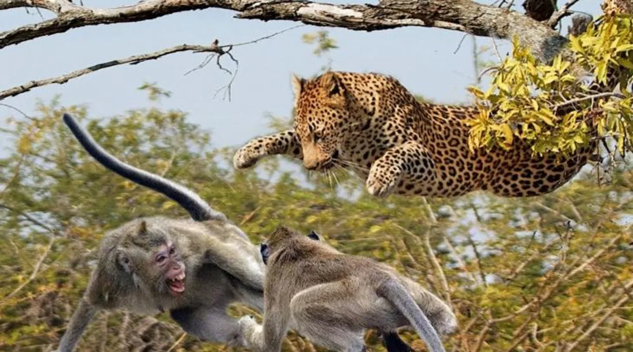 Leopard monkey fight