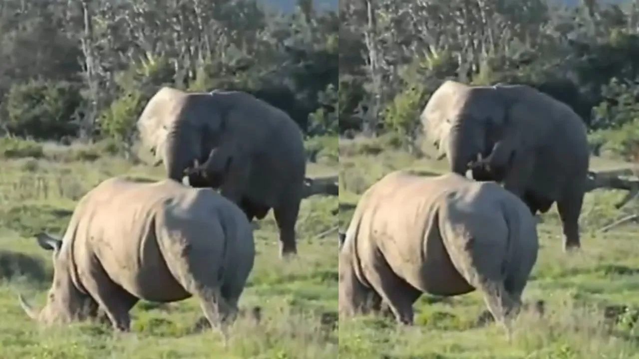 wildlife video1