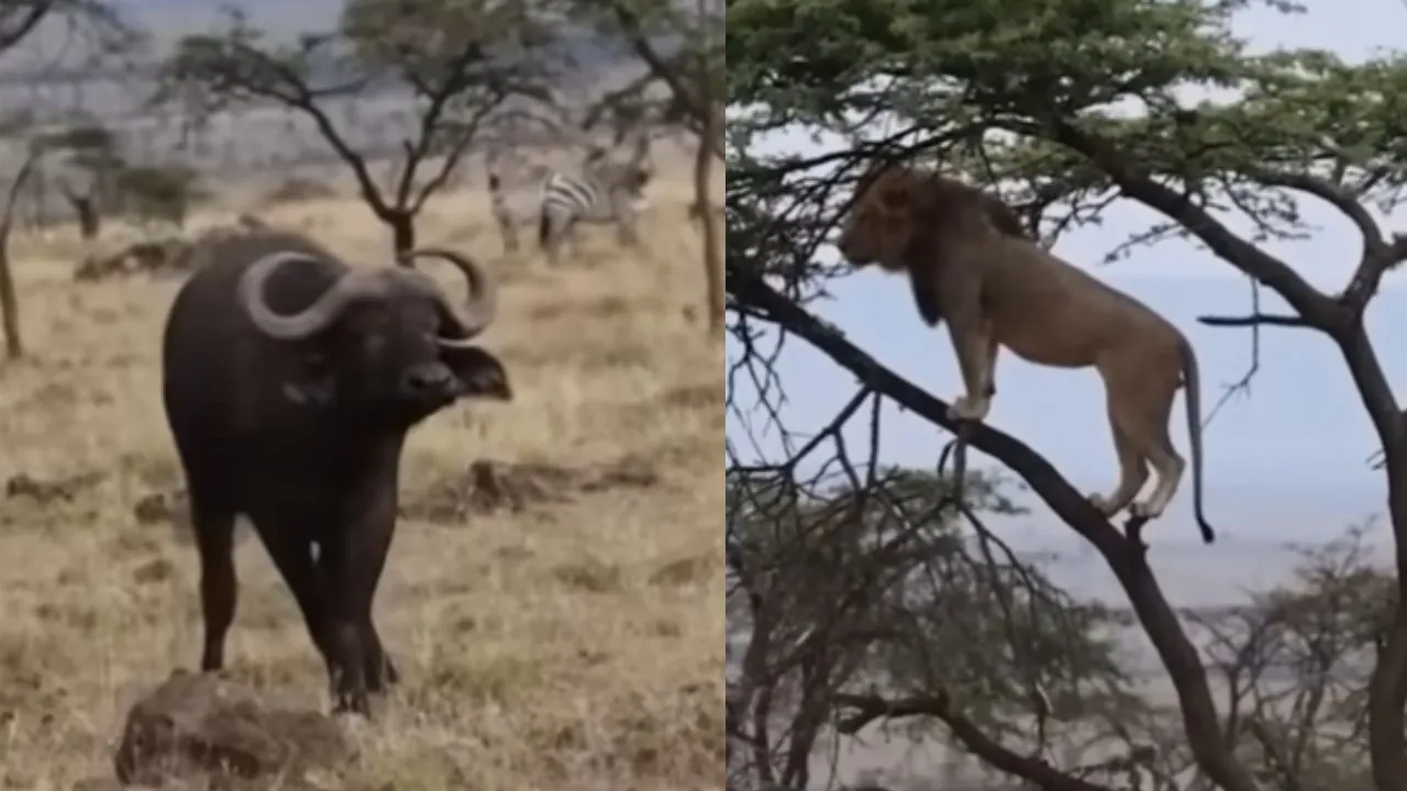 viral video news--