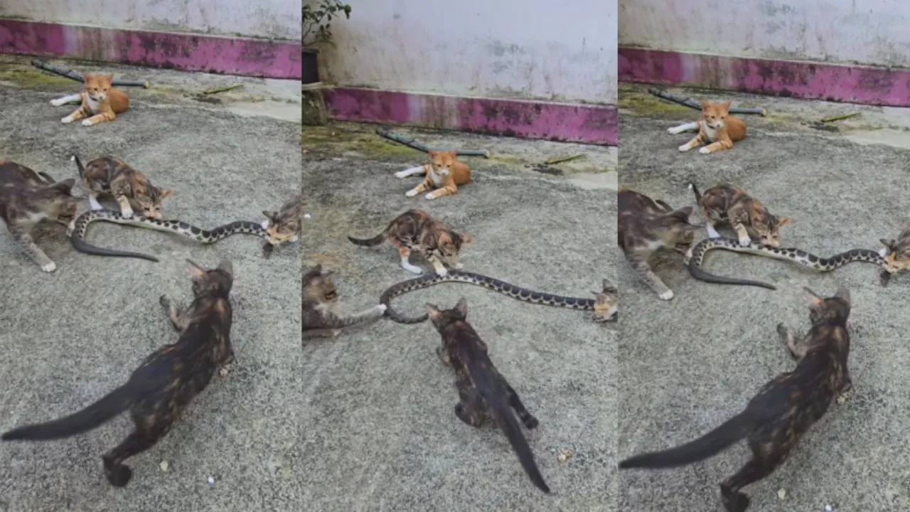 viral cat and snake video