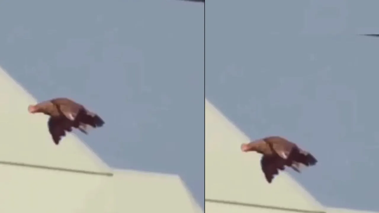 viral cock video news