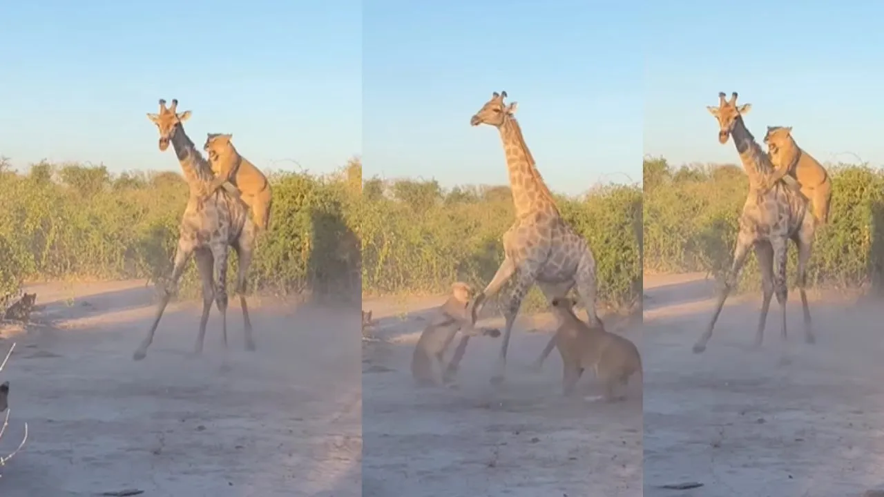 Giraffe attacked by lions