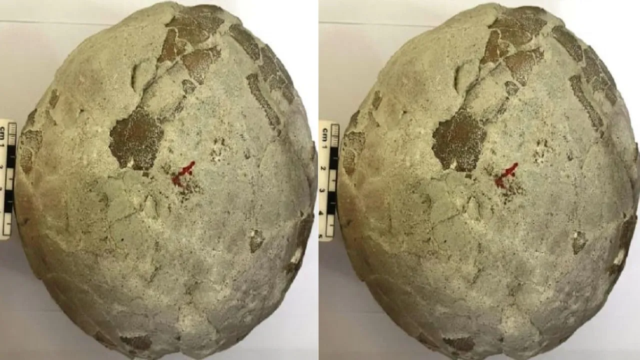 dinosaur egg
