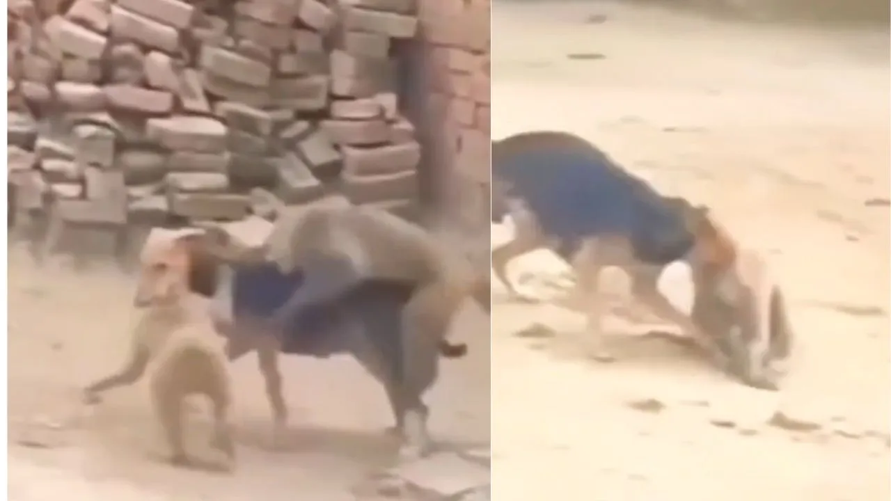 dog attacked on monkey