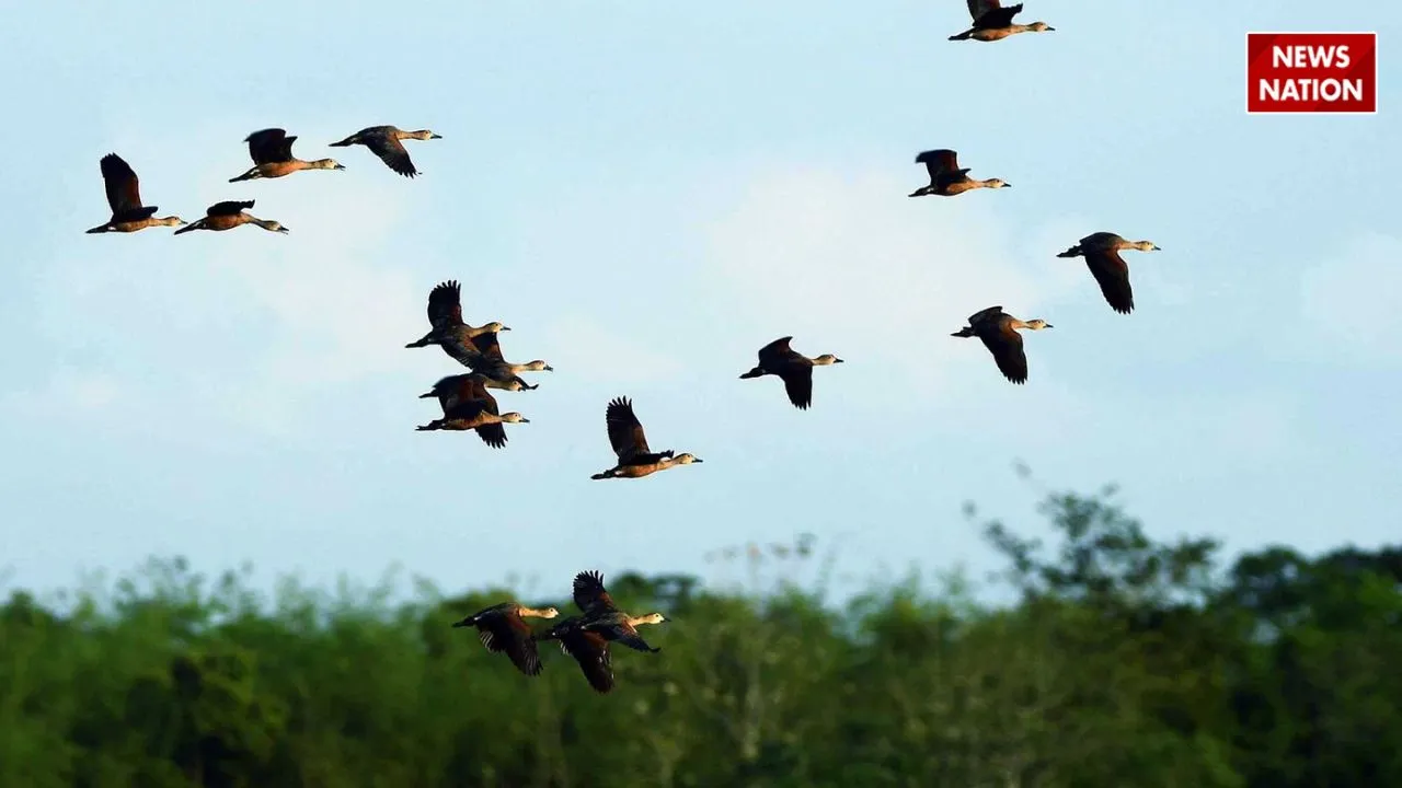 viral video of birds
