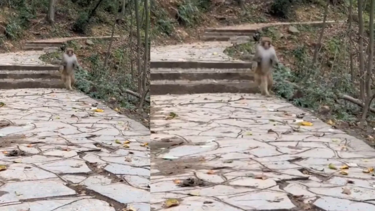 monkey viral video 