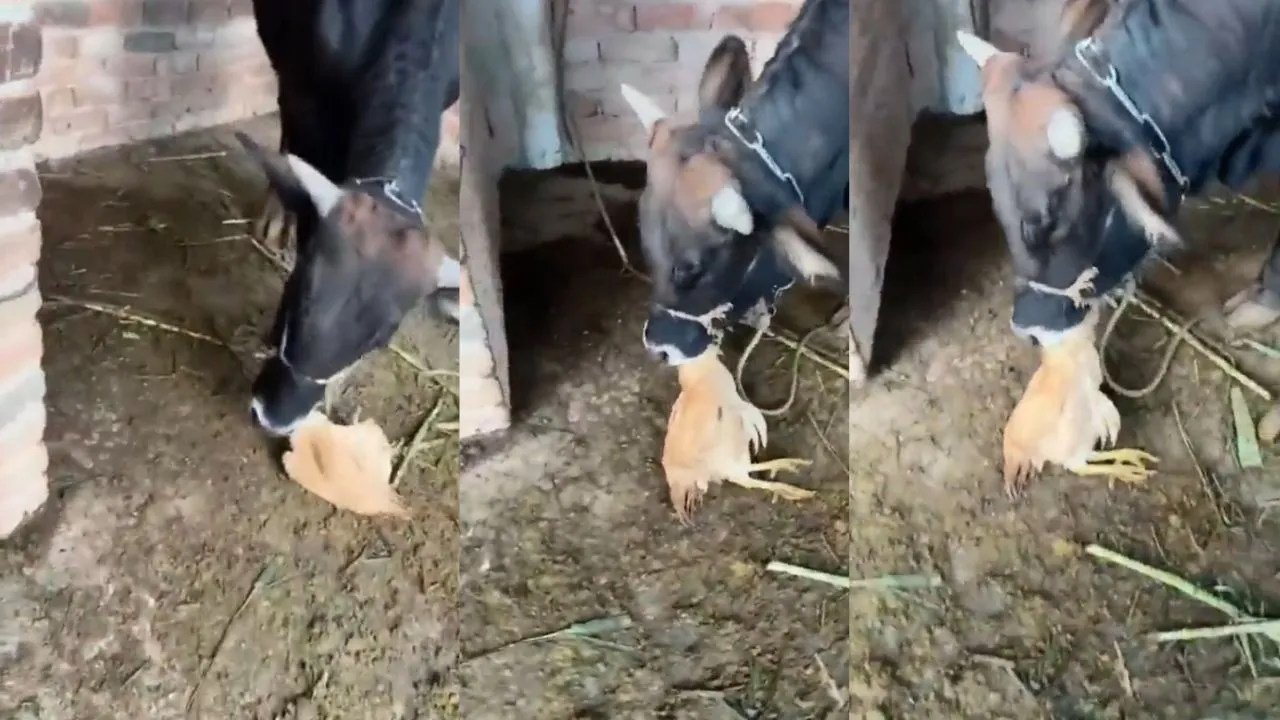 cow eating cock 