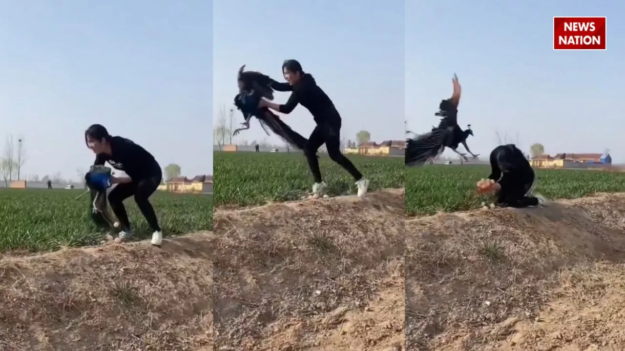 viral video attack peacock