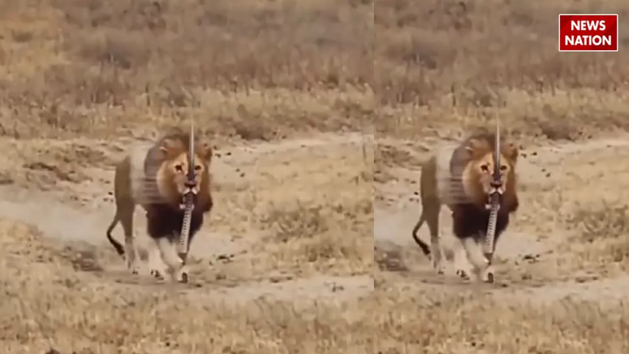 viral lion video 