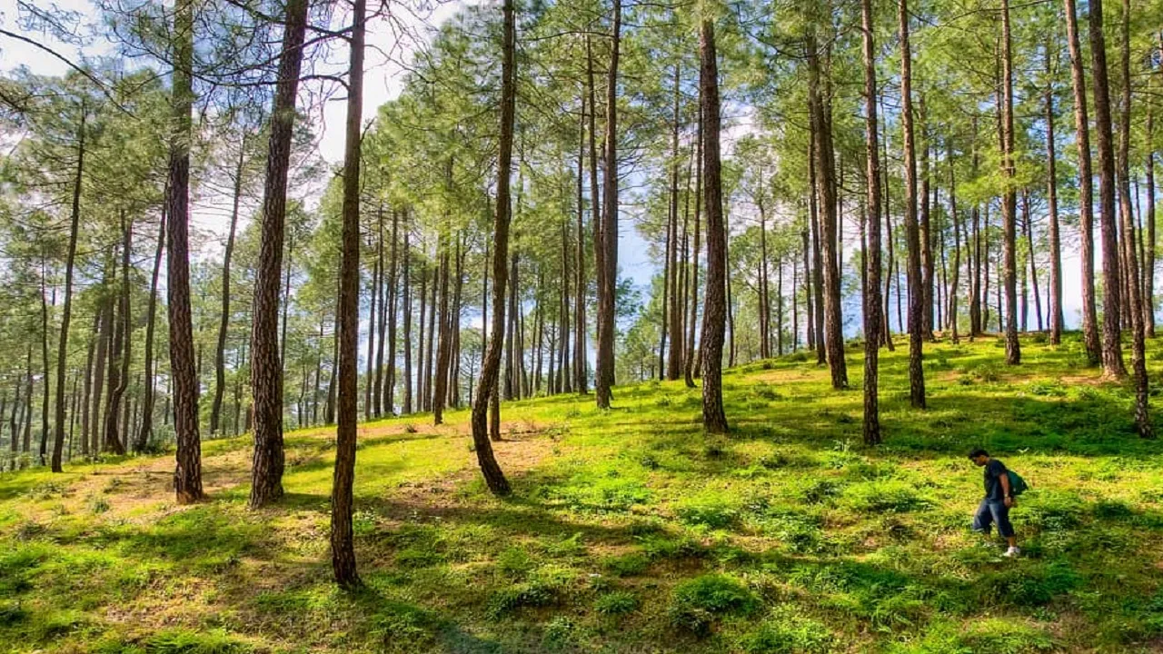 uttarakhand Forest1