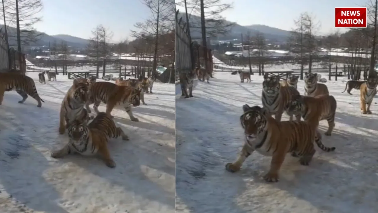 tiger sliding viral video