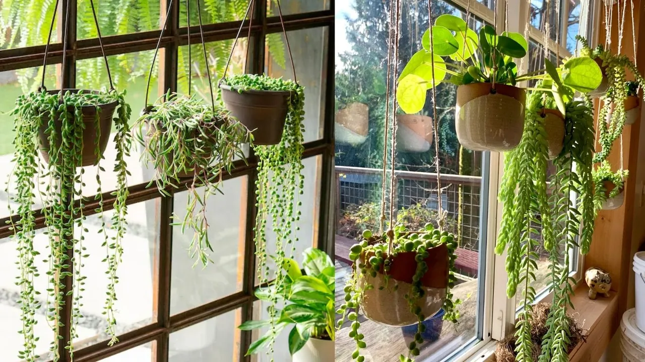 Hanging Plants: घर को हरा-भरा और खूबसूरत बनाने का सबसे आसान तरीका है  हैंगिंग प्लांट्स. आइए जानते हैं ऐसे ही कुछ बेहतरीन प्लांट्स के बारे में