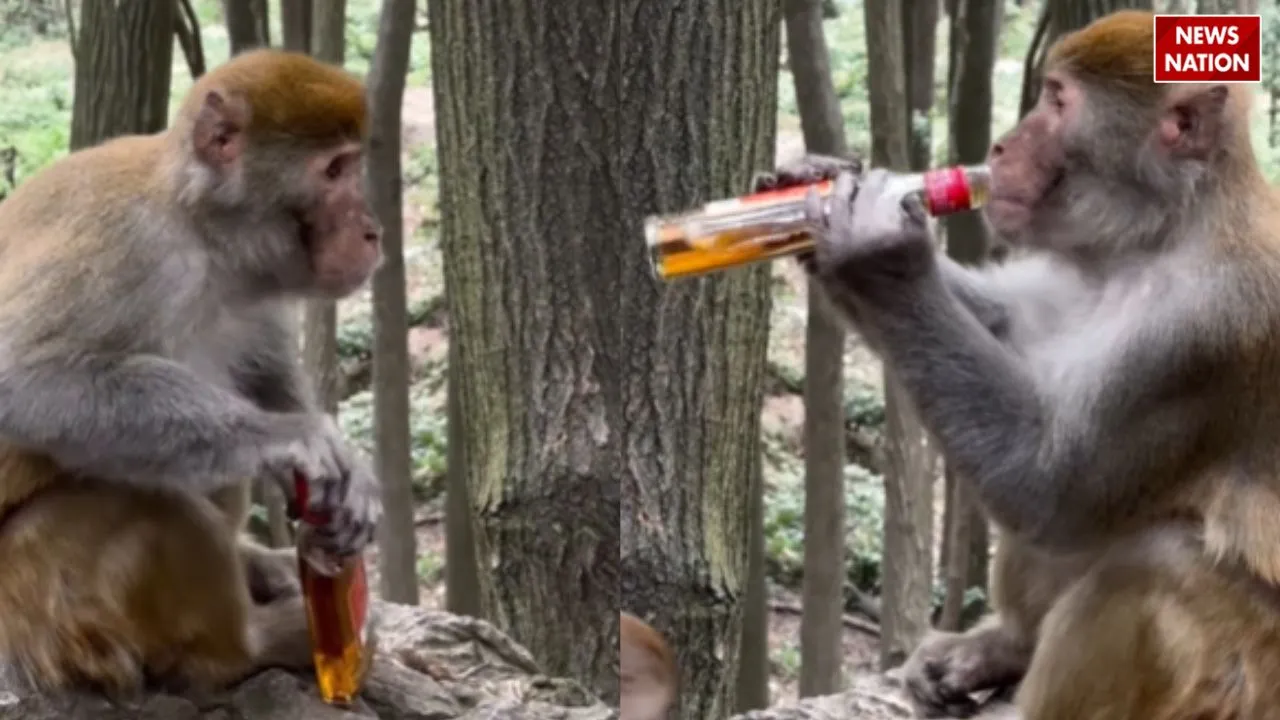viral monkey drink wine video