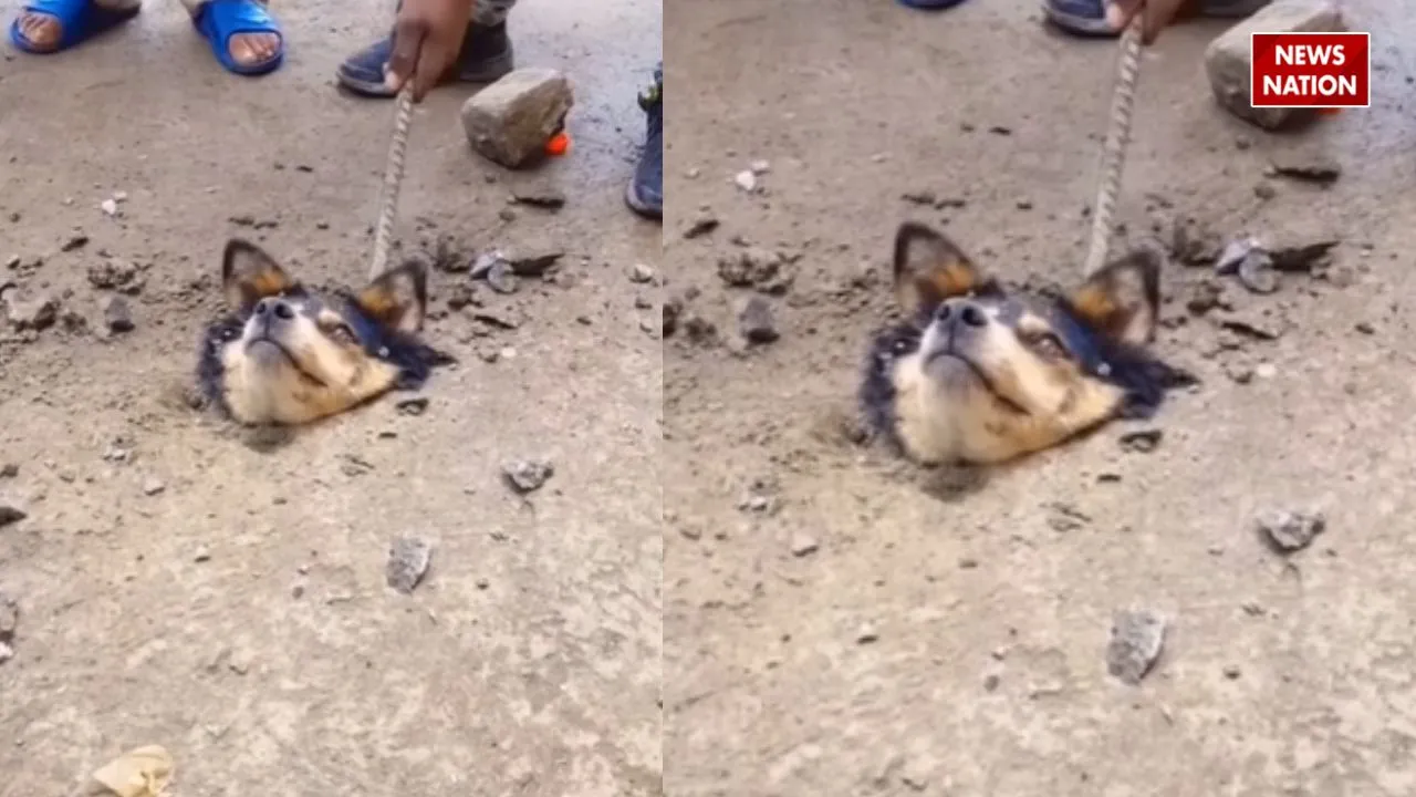 viral dog video