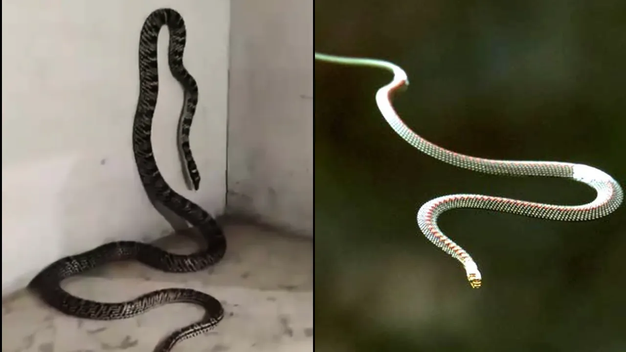 Flying snake