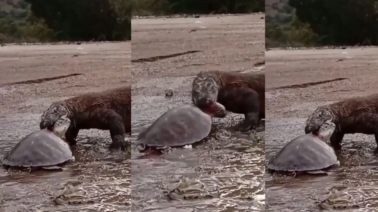 komodo dragon viral video
