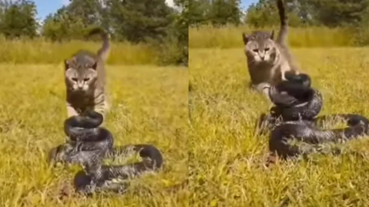 Cat beaten cobra 