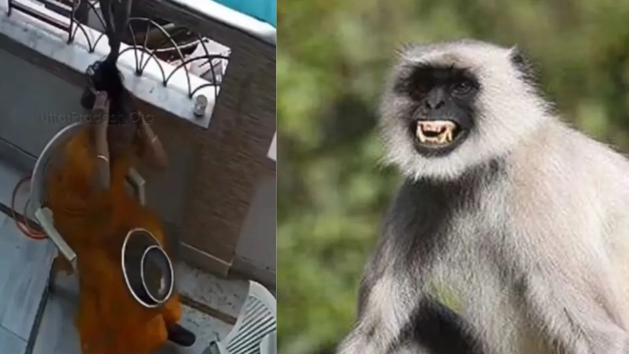 viral monkey attack video (1)