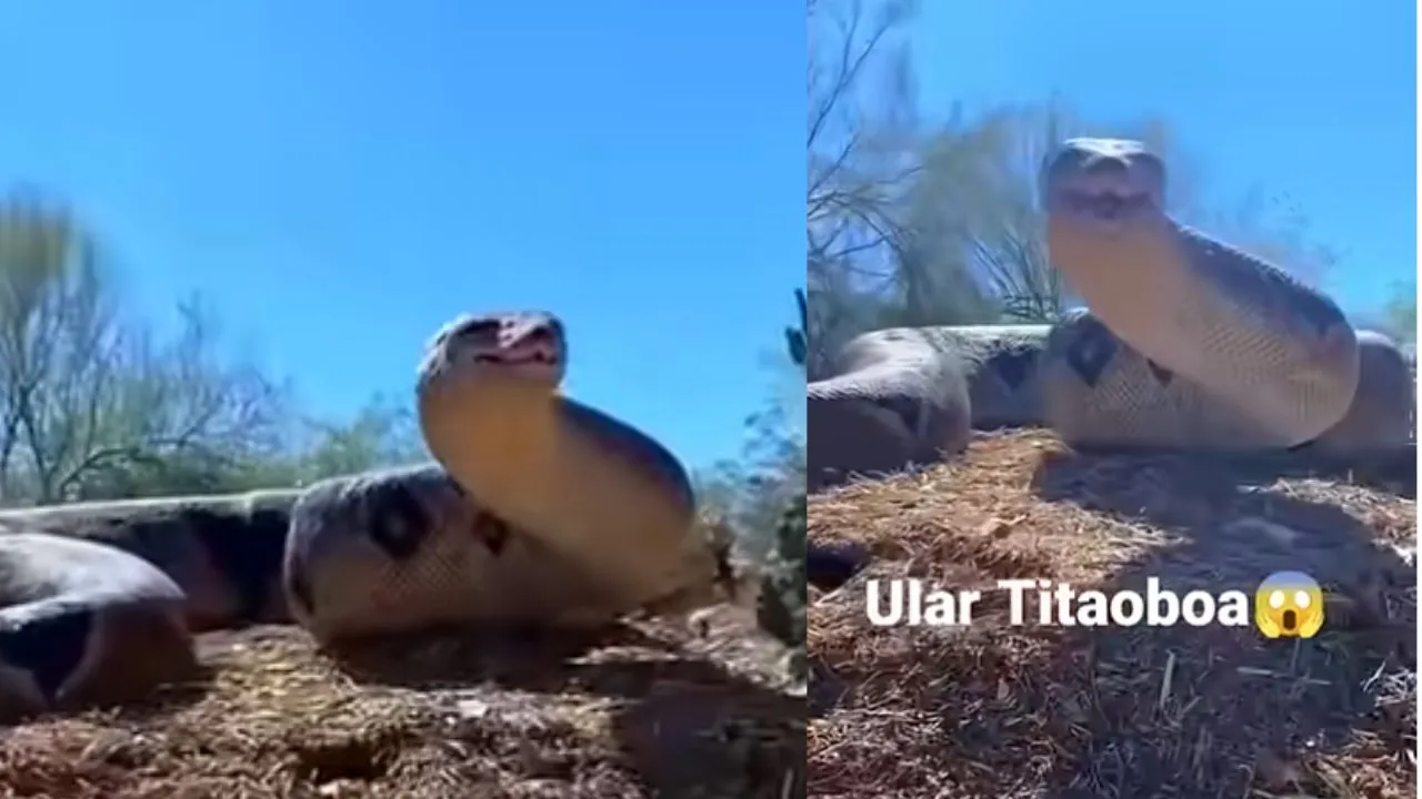 titanoboa viral video