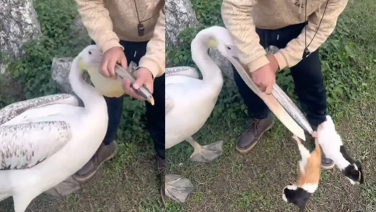 duck swallowed two rabbits