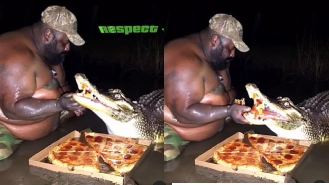 crocodile eating pizza