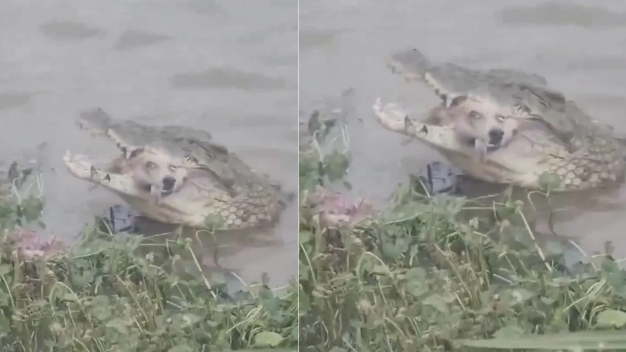 Crocodile kills dog