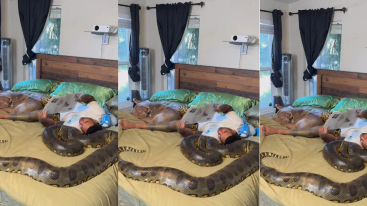 Anaconda viral video