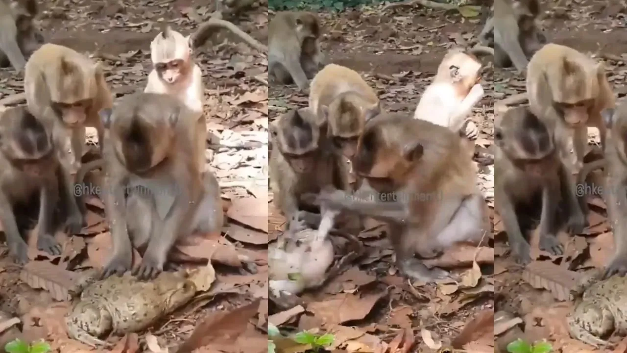 viral monkey frog video
