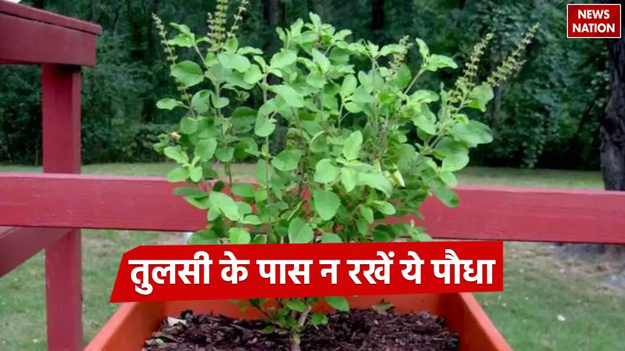 this-plant-kept-near-tulsi-destroys-the-prosperity-of-the-house