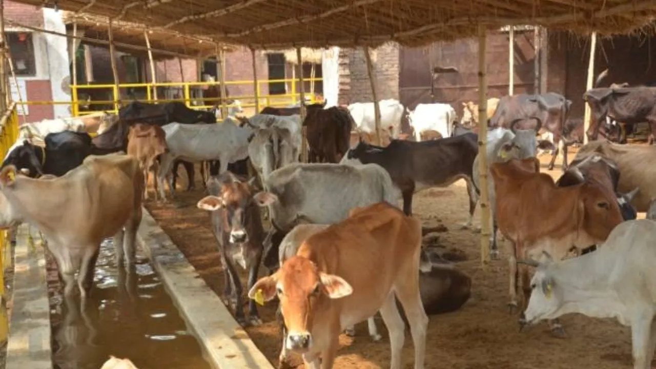 Big News for Animal Farmers insurance Amount given when animal died