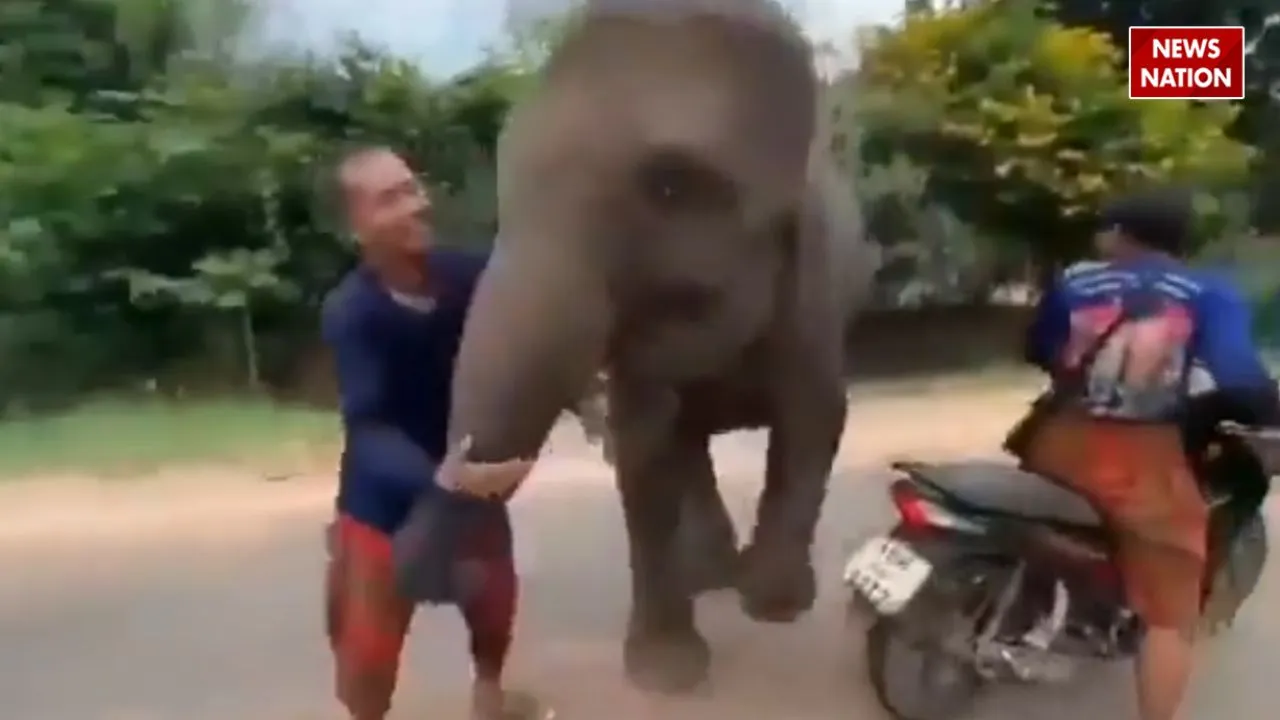 viral elephant video today