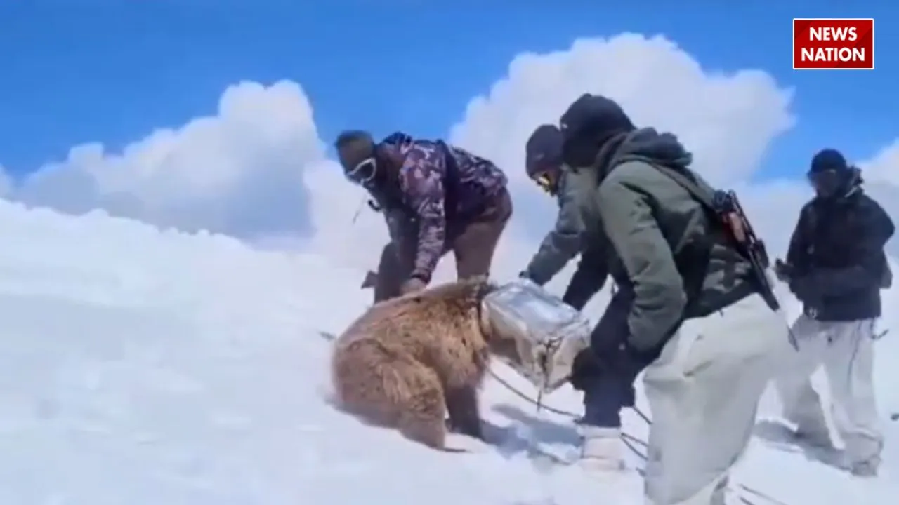 Indian soldiers save bear
