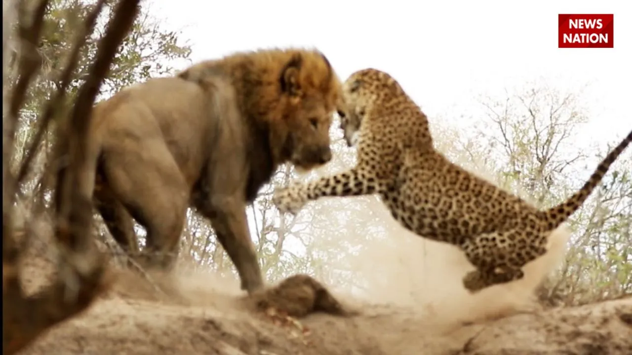 clash of leopard and lion