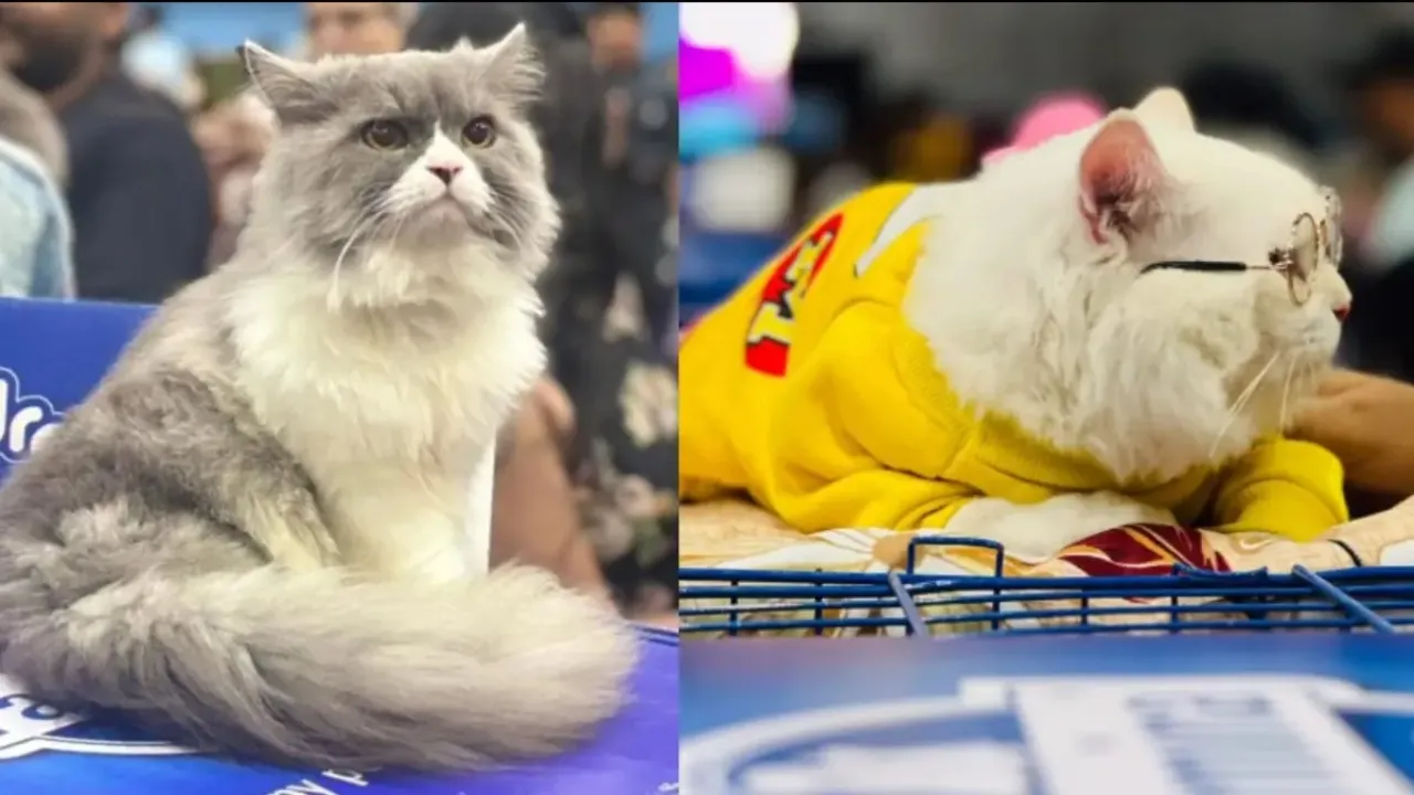 Bhopal Cat Show