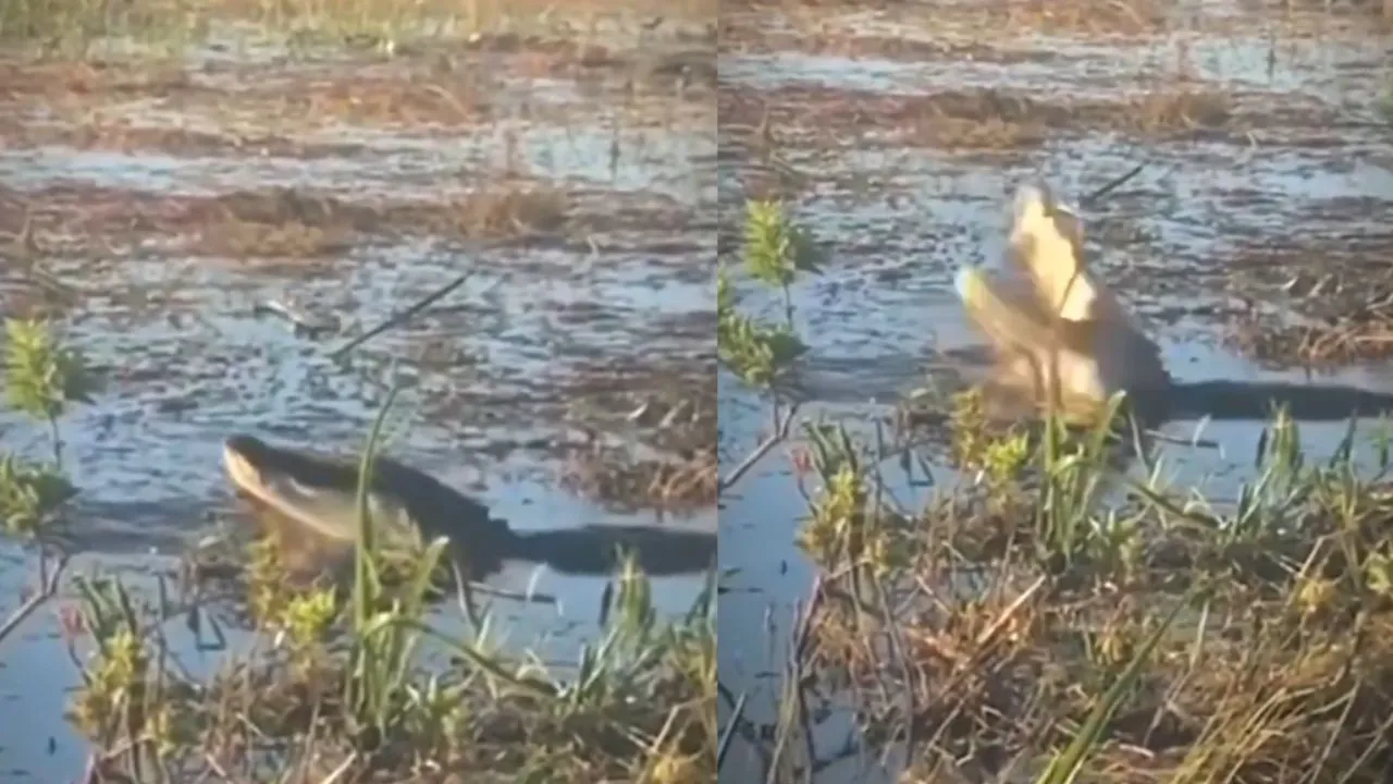 Drone  Eating  Crocodile Viral Video Social Media