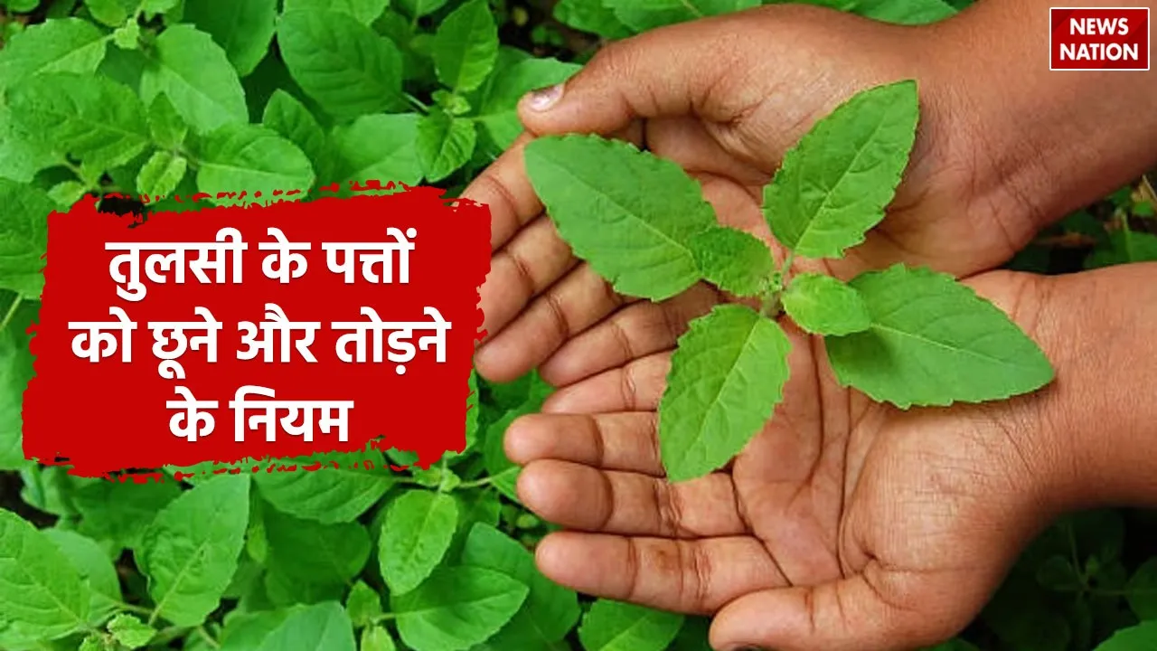 When not to touch tulsi plant