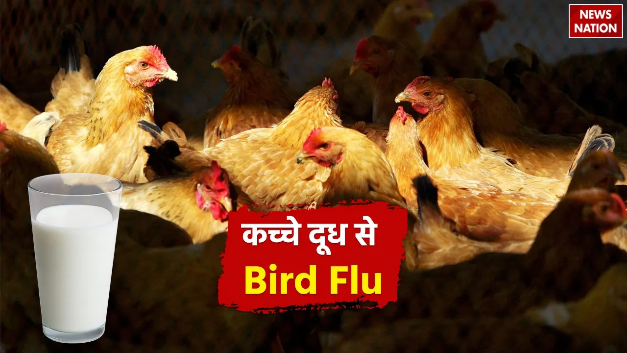 Bird Flu