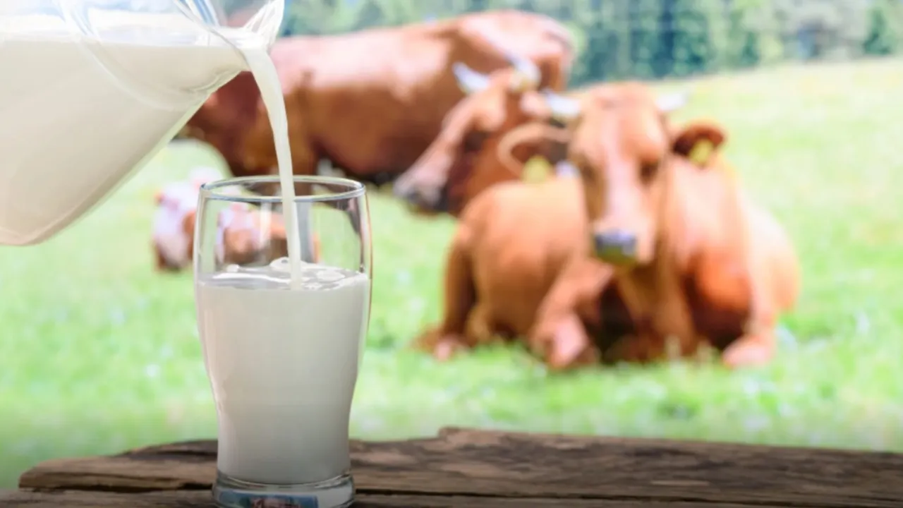 Cow Milk vs Plant Milk