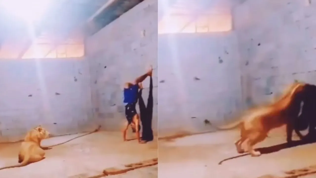 lion attack on man privet part video