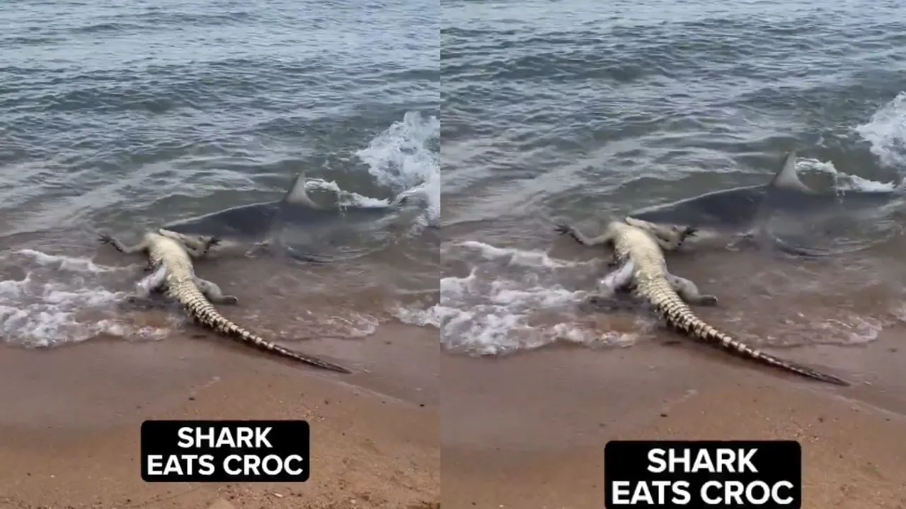 shark eating crocodile