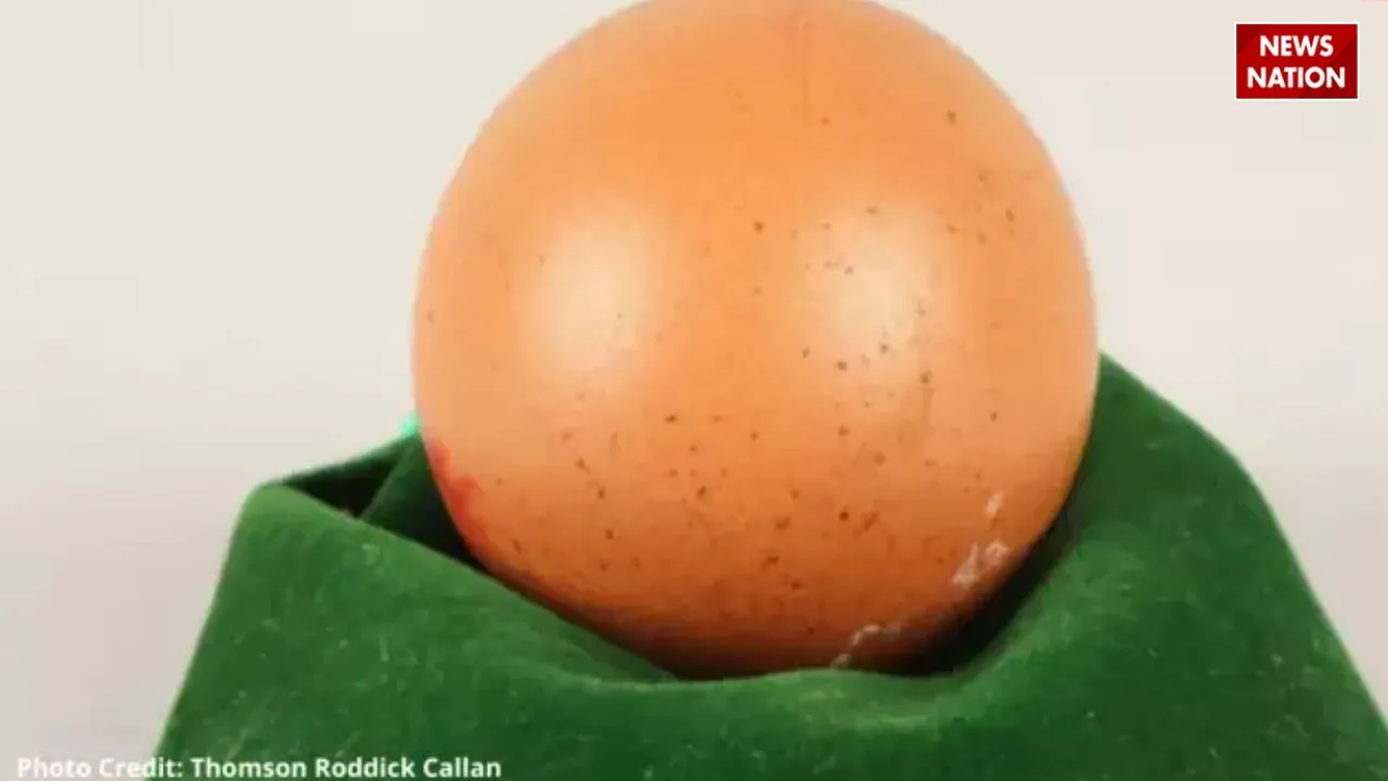 world's most expensive egg viral news