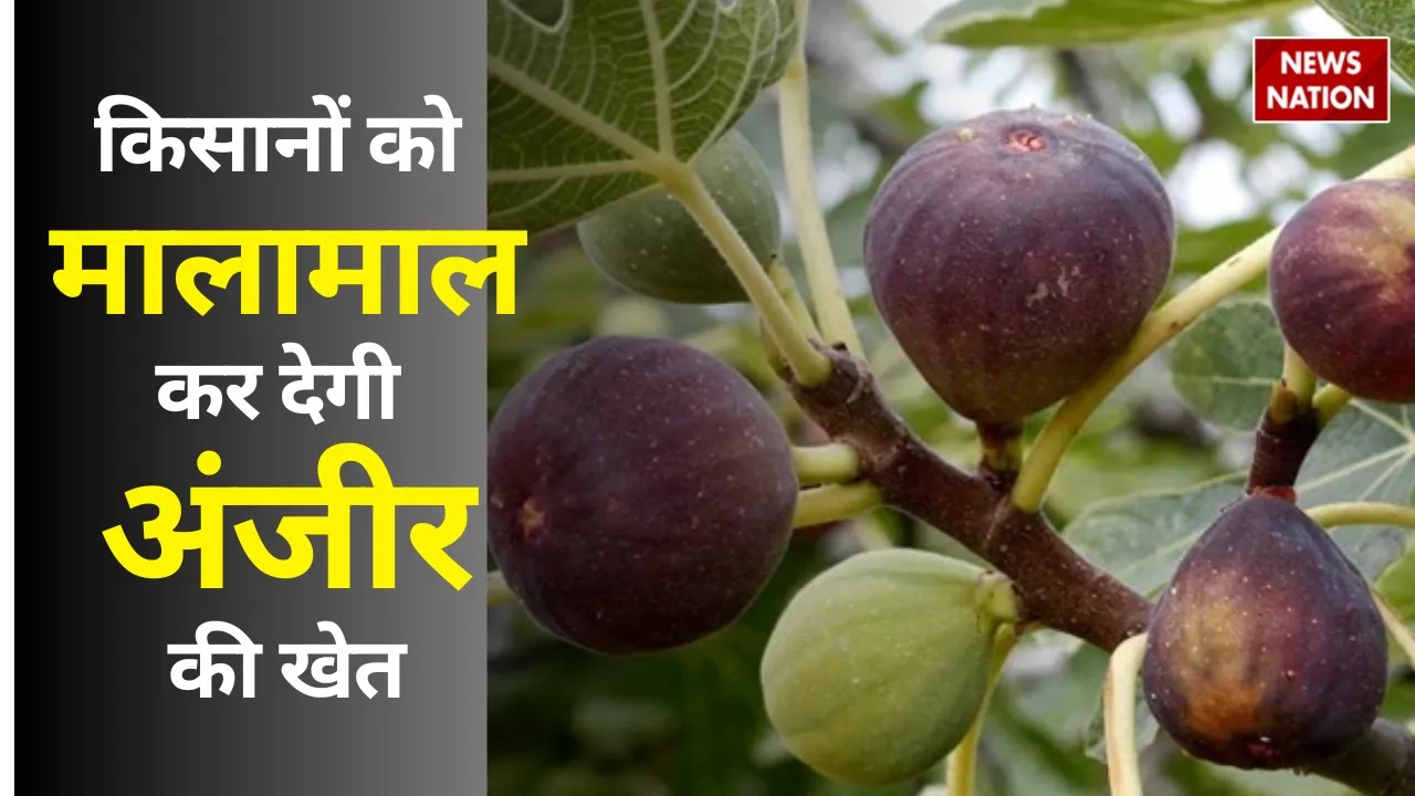 Anjeer Fal Vikas Yojana launched in bihar to promote anjeer cultivation subsidy profit upto 90 lakhs