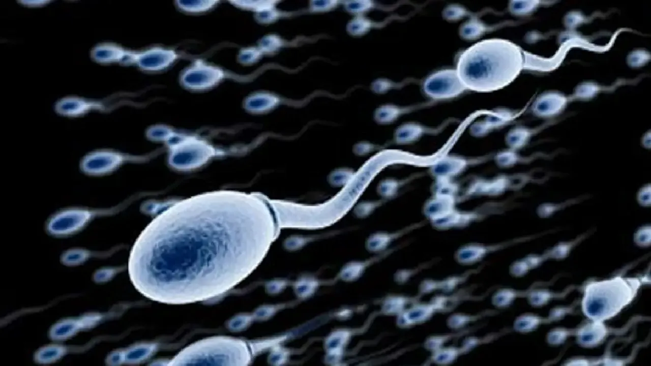 sperm
