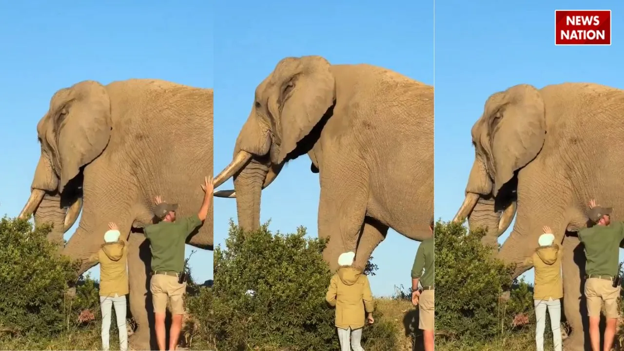 viral hathi video